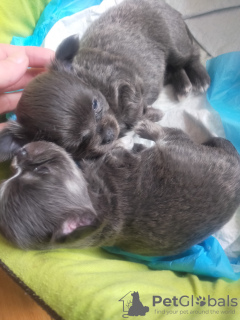 Foto №2 zu Ankündigung № 62264 zu verkaufen chihuahua - einkaufen Polen vom kindergarten