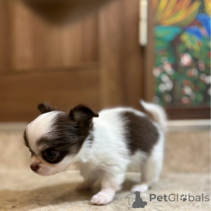 Foto №2 zu Ankündigung № 151223 zu verkaufen chihuahua - einkaufen Deutschland quotient 	ankündigung