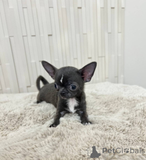 Foto №2 zu Ankündigung № 167335 zu verkaufen mischlingshund - einkaufen USA züchter