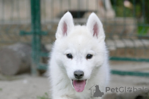 Foto №2 zu Ankündigung № 127495 zu verkaufen siberian husky - einkaufen Serbien züchter