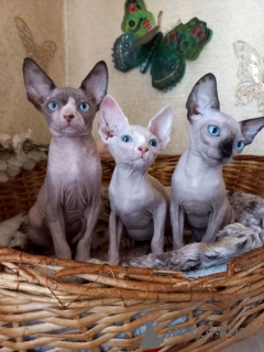 Foto №2 zu Ankündigung № 13648 zu verkaufen sphynx cat - einkaufen Ukraine vom kindergarten