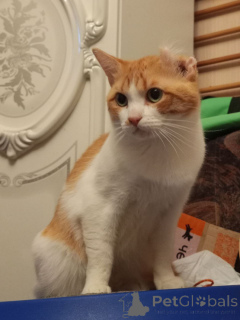 Foto №1.  - zum Verkauf in der Stadt Moskwa | Frei | Ankündigung № 162994