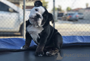 Foto №2 zu Ankündigung № 86749 zu verkaufen englische bulldogge - einkaufen USA quotient 	ankündigung