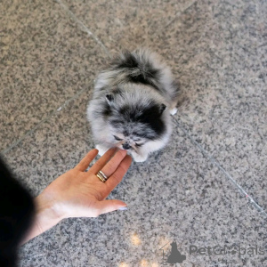 Foto №3. Siberian Husky Welpen zur Adoption. Deutschland