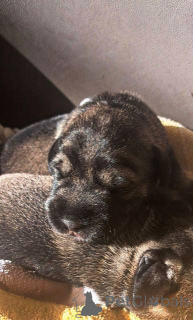 Foto №1. schnauzer - zum Verkauf in der Stadt Stara Pazova | verhandelt | Ankündigung № 157212