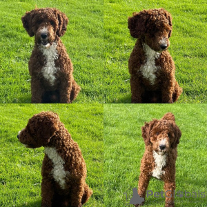 Foto №2 zu Ankündigung № 131459 zu verkaufen labradoodle - einkaufen Belgien quotient 	ankündigung, züchter
