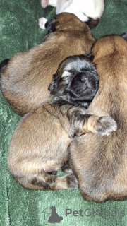 Foto №1. lhasa apso, shih tzu - zum Verkauf in der Stadt Pärnu | 700€ | Ankündigung № 139030