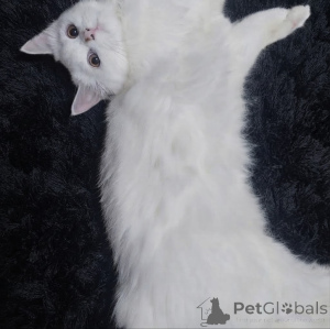 Foto №1. schottische faltohrkatze - zum Verkauf in der Stadt Tiflis | 53€ | Ankündigung № 176532