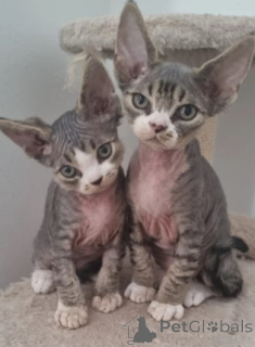 Foto №3. Drei liebe Brüder und Schwestern. Deutschland