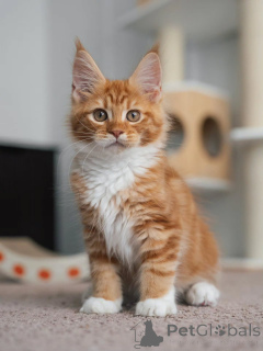 Foto №1. maine-coon-katze - zum Verkauf in der Stadt Dordrecht | verhandelt | Ankündigung № 177833