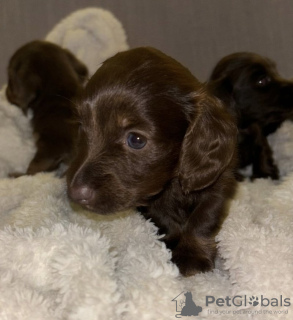 Foto №4. Ich werde verkaufen dackel in der Stadt Berlin. quotient 	ankündigung - preis - 1500€