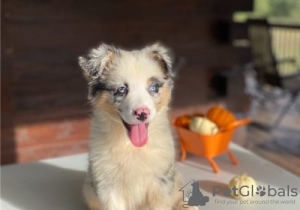 Foto №1. australian shepherd - zum Verkauf in der Stadt Outokumpu | Frei | Ankündigung № 128371