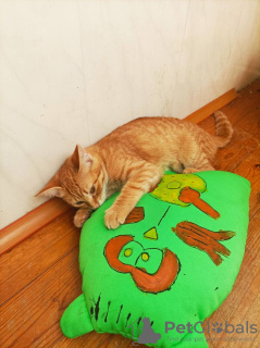 Foto №3. Rote Katze, Kätzchen Orange, sucht Familie!. Weißrussland