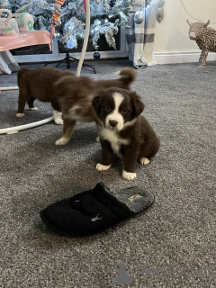 Foto №1. border collie - zum Verkauf in der Stadt Black | Frei | Ankündigung № 172225