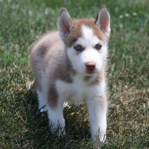 Foto №1. siberian husky - zum Verkauf in der Stadt Bucharest | Frei | Ankündigung № 109544