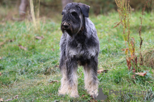 Zusätzliche Fotos: Pfeffer- und Salzriesenschnauzer, Welpen