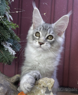 Foto №1. maine-coon-katze - zum Verkauf in der Stadt Aarbergen | 950€ | Ankündigung № 161415