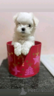 Foto №2 zu Ankündigung № 138969 zu verkaufen malteser - einkaufen USA quotient 	ankündigung, züchter