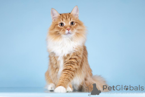 Foto №1.  - zum Verkauf in der Stadt Chimki | Frei | Ankündigung № 160878