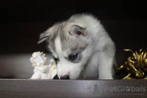 Foto №3. Siberian Husky Welpen. Russische Föderation