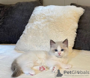 Foto №1. ragdoll-katze - zum Verkauf in der Stadt Tarrytown | 208€ | Ankündigung № 108609