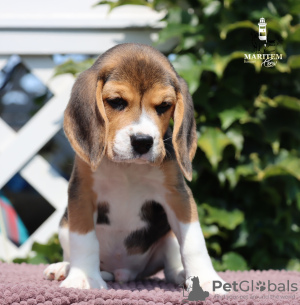 Foto №1. beagle - zum Verkauf in der Stadt Mailand | 400€ | Ankündigung № 113645