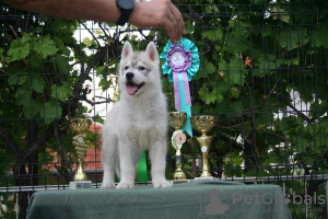 Foto №4. Ich werde verkaufen siberian husky in der Stadt Knjazevac.  - preis - verhandelt