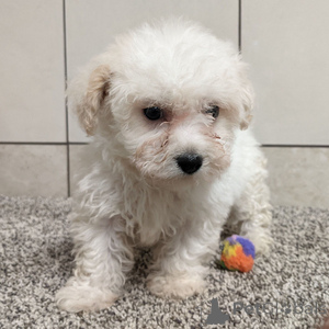 Foto №1. bichon frisé - zum Verkauf in der Stadt Arnsberg | 300€ | Ankündigung № 151406
