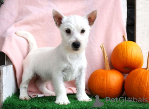 Foto №2 zu Ankündigung № 44771 zu verkaufen west highland white terrier - einkaufen Deutschland 