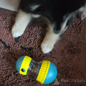 Foto №4. Ich werde verkaufen finnischer lapphund in der Stadt Alavus. quotient 	ankündigung - preis - 700€