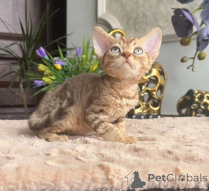 Foto №1. devon rex - zum Verkauf in der Stadt Bad Wildungen | 350€ | Ankündigung № 177738