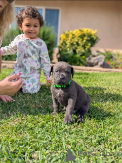 Foto №3. Entzückende Boxer-Mastiff-Welpen bereit für ihre für immer zuhause!. Großbritannien