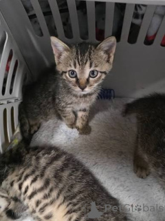 Foto №1. american shorthair - zum Verkauf in der Stadt Krakau | 300€ | Ankündigung № 172750