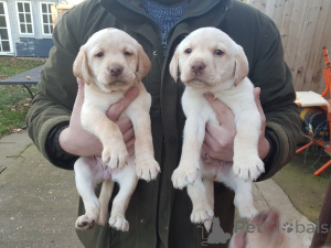 Foto №1. golden retriever - zum Verkauf in der Stadt Berlin | verhandelt | Ankündigung № 141169