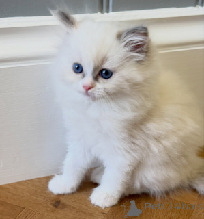 Foto №3. Reinrassige Ragdoll-Kätzchen zum Verkauf, sowohl als Männchen als auch als. Niederlande