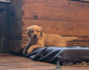 Foto №2 zu Ankündigung № 176157 zu verkaufen golden retriever - einkaufen Großbritannien quotient 	ankündigung