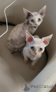 Foto №4. Ich werde verkaufen devon rex in der Stadt Berlin. züchter - preis - verhandelt