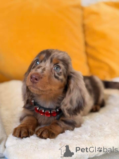 Foto №2 zu Ankündigung № 167011 zu verkaufen  - einkaufen USA 