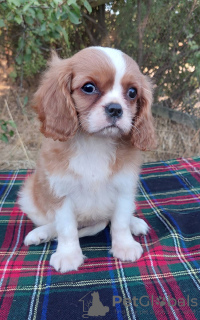 Foto №3. Weiblicher Cavalier King Charles Spaniel. Ukraine