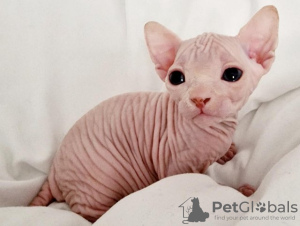 Foto №1. sphynx-katze - zum Verkauf in der Stadt Никосия | 237€ | Ankündigung № 124574