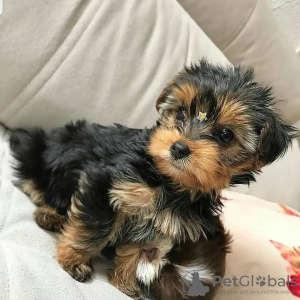 Foto №1. yorkshire terrier - zum Verkauf in der Stadt Гамбург | 265€ | Ankündigung № 119339