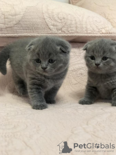 Foto №3. Atemberaubende GCCF Scottish Fold-Kätzchen mit Stammbaum. Tschechische Republik