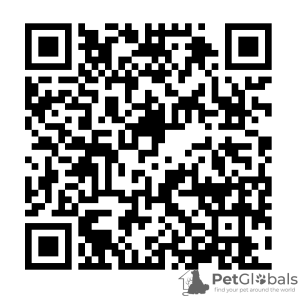 Foto №2. Dienstleistungen für die Lieferung und den Transport von Katzen und Hunden in Weißrussland. Price - verhandelt. Ankündigung № 35424