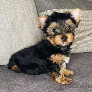 Foto №3. Yorkshire Terrier reinrassige Welpen zu verkaufen. Deutschland