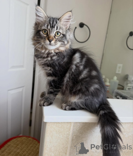Foto №1. sibirische katze - zum Verkauf in der Stadt Groningen | verhandelt | Ankündigung № 170632