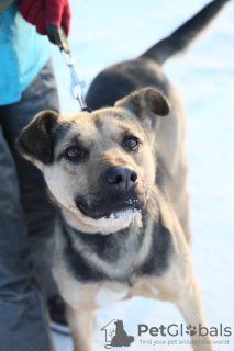 Foto №2 zu Ankündigung № 9009 zu verkaufen mischlingshund - einkaufen Russische Föderation aus dem tierheim