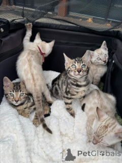 Foto №1. bengal katzenrasse - zum Verkauf in der Stadt Montreux | 750€ | Ankündigung № 152744