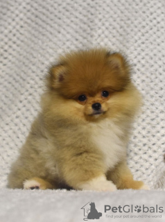 Foto №3. Buu Pomeranians Welpen. Serbien