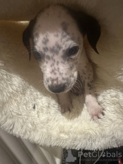 Foto №2 zu Ankündigung № 131023 zu verkaufen dalmatiner - einkaufen Deutschland quotient 	ankündigung