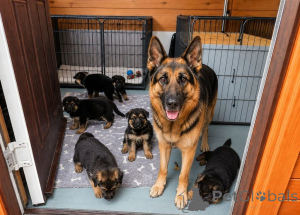 Foto №1. deutscher schäferhund - zum Verkauf in der Stadt Füssen | 450€ | Ankündigung № 171436